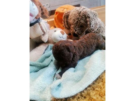 Lagotto Romagnolo, κουτάβια κρατήσεων